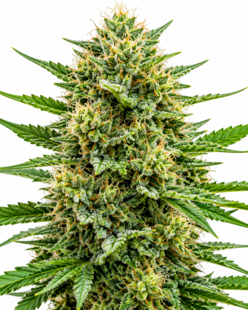 Cogollo fresco de White Widow