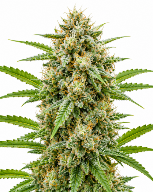 Cogollo fresco de Jack Herer