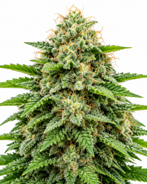 Cogollo fresco de Critical Plus Auto