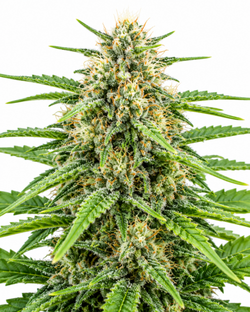 Cogollo fresco de Jack Herer Auto