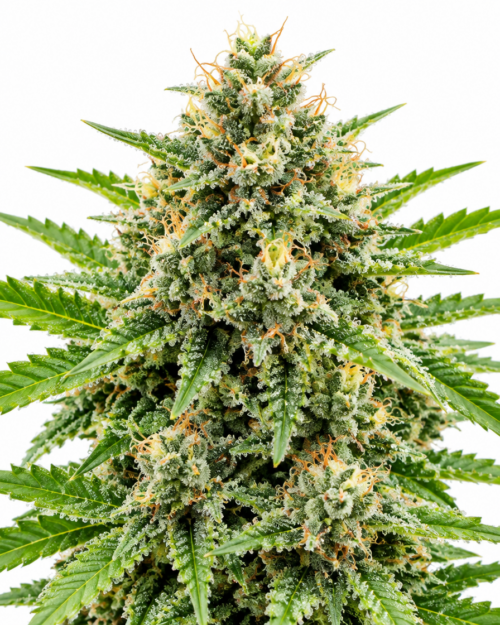 Cogollo fresco de White Widow Auto