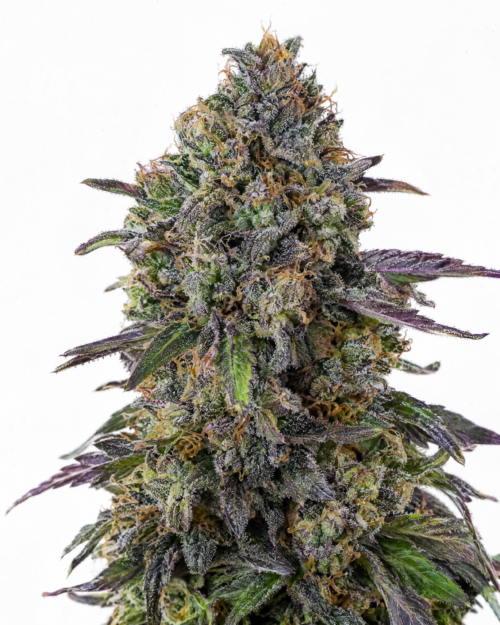 Blueberry - cogollo fresco con tonos azules y púrpuras característicos