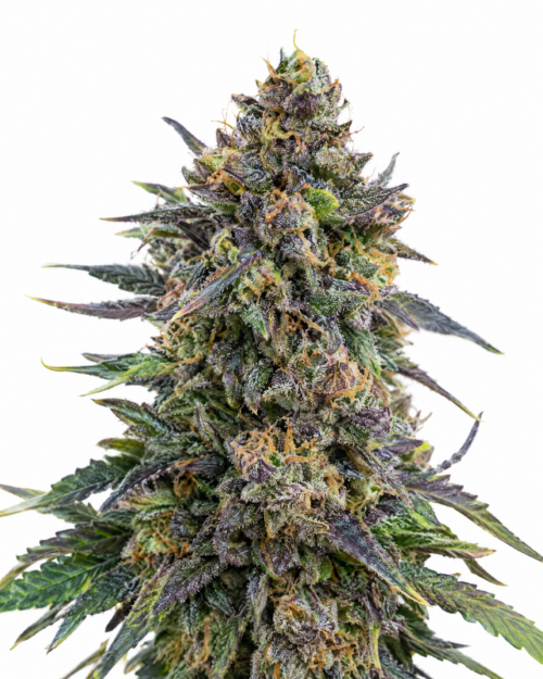 Blueberry Auto - cogollo fresco con tonos azules y púrpuras característicos