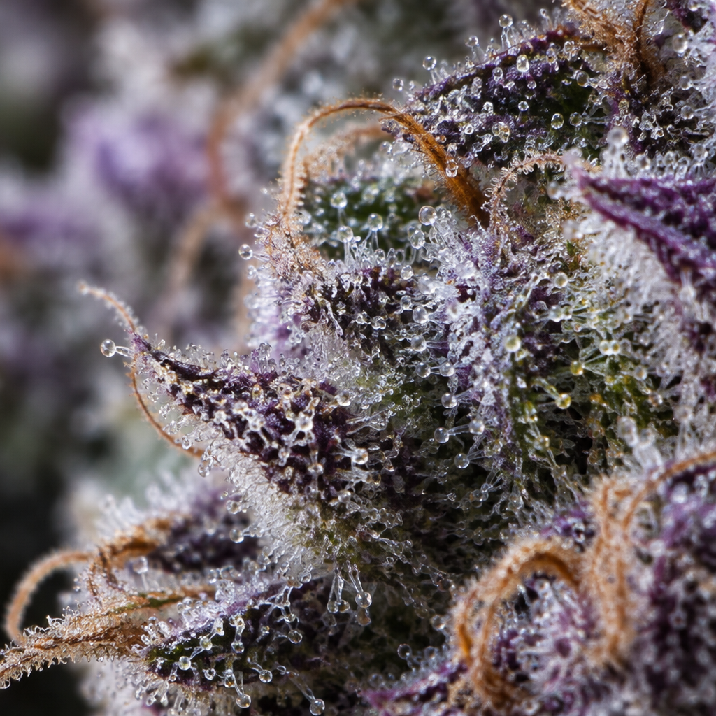 Macro de resina de Gelato Auto, semillas de Trikoma Seeds