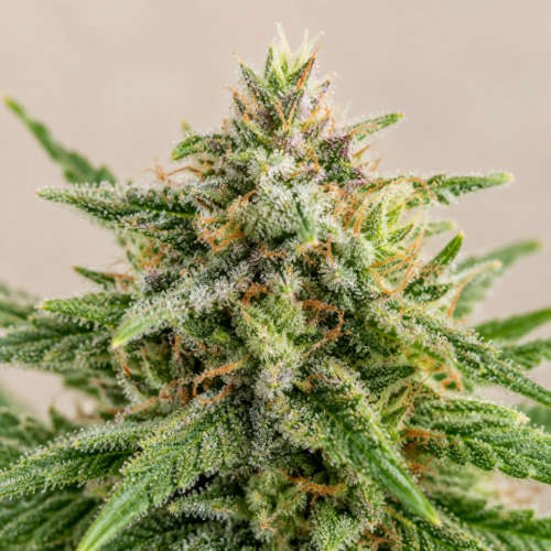 Punta de cogollo de OG Confidential - Trikoma Seeds