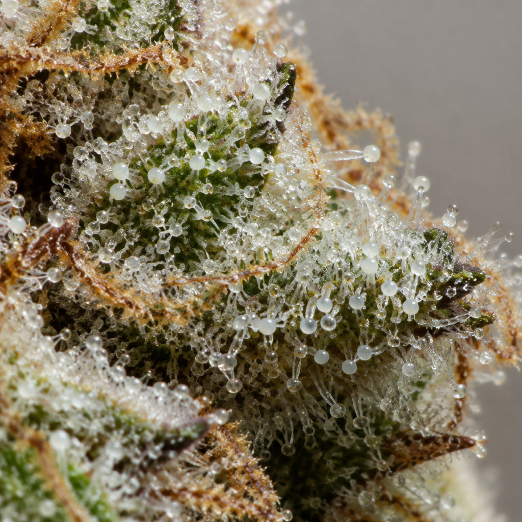 Detalle macro de Patagonia - Trikoma Seeds