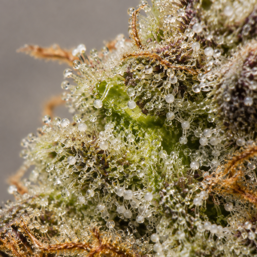 Detalle macro de Patagonia Fast - Trikoma Seeds