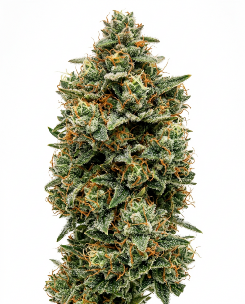 Cogollo de Pirate Mango con mucha resina, semillas de Trikoma Seeds