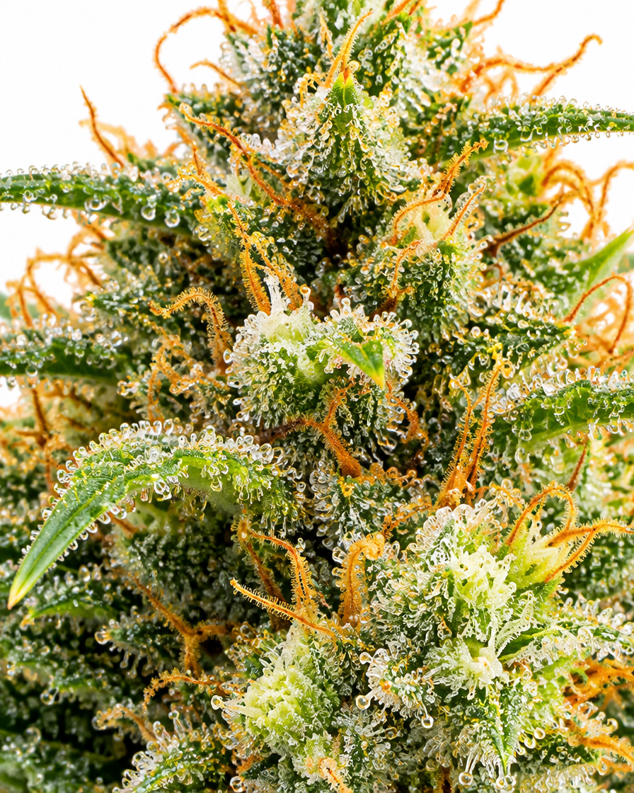 Macro del cogollo de White Widow Fast