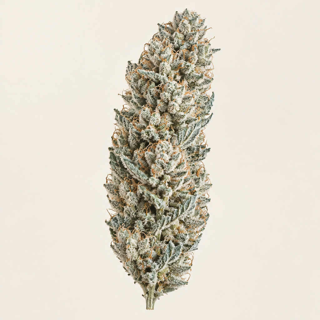 Cogollo seco de Wendy Auto - Trikoma Seeds
